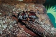 European Rhinocerous Beetle (Oryctes nasicornis) 